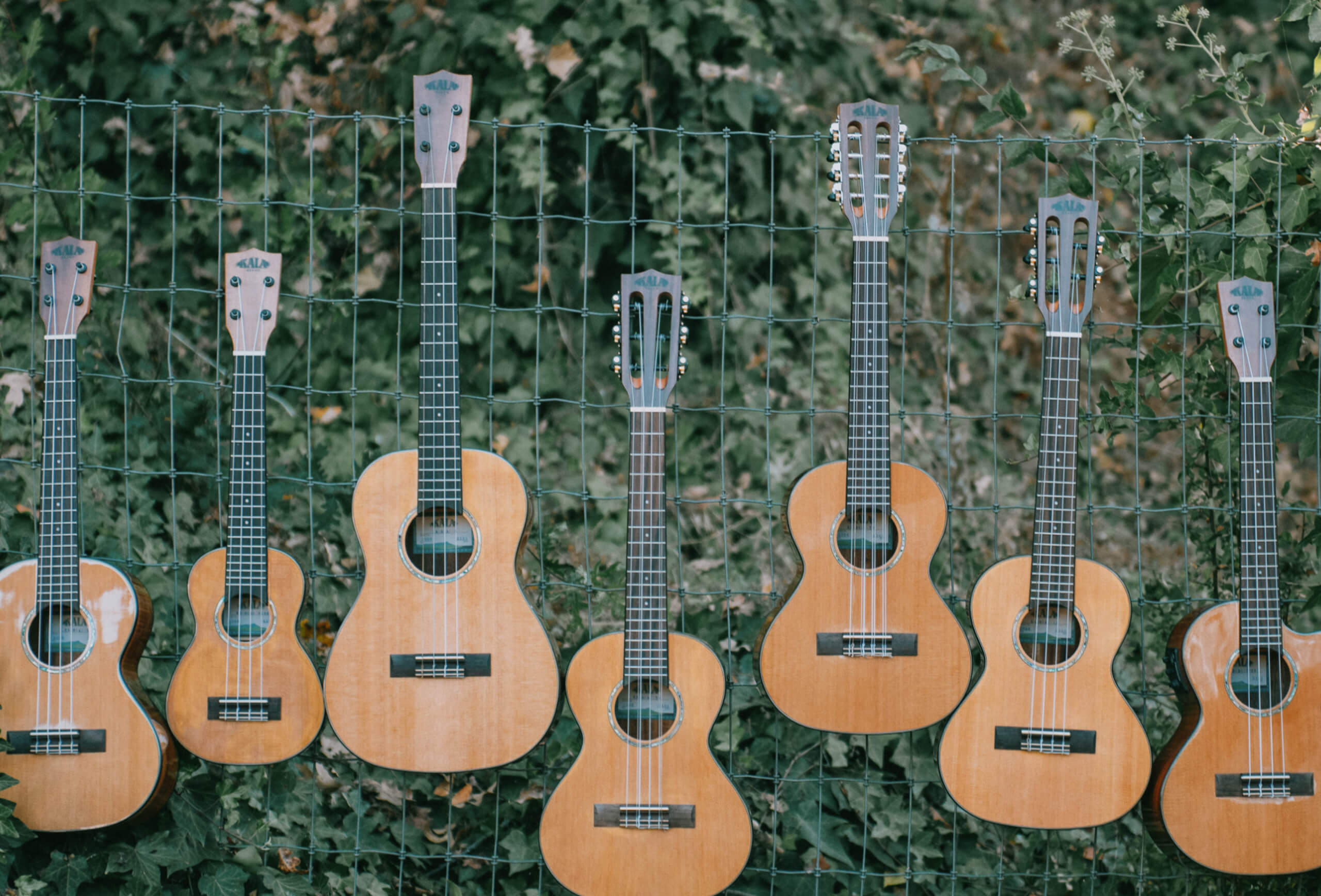 A fence with 7 ukeleles hanging on it, in front of a backdrop of ivy